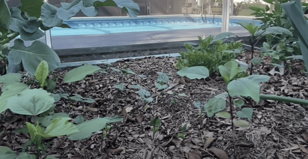 Roselle Seedlings